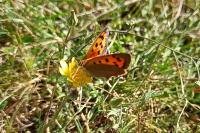 Lycaena phlaeas