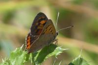Lycaena phlaeas