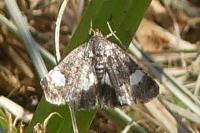 Tyta luctuosa