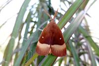 Lasiocampa quercus