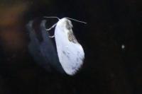 Cilix glaucata/hispanica