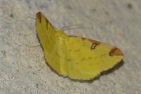 Opisthograptis luteolata