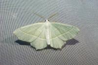 Campaea margaritaria