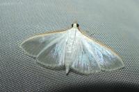 Palpita vitrealis