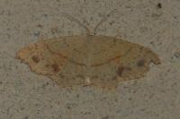 Cyclophora punctaria
