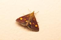 Pyrausta aurata