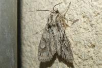 Meganephria bimaculosa