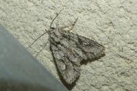 Meganephria bimaculosa