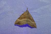 Hypena proboscidalis