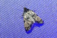 Cochylis atricapitana