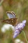 Lysandra bellargus