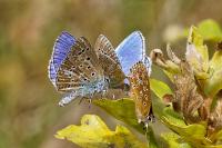 Polyommatus icarus