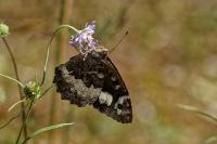 Brintesia circe