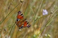 Aglais io