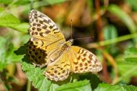 Argynnis paphia