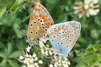 Polyommatus icarus