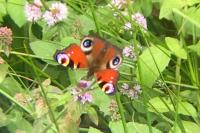 Aglais io