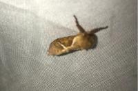Triodia sylvina