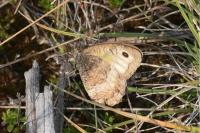 Arethusana arethusa
