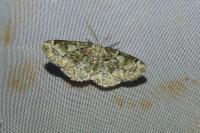 Cleorodes lichenaria