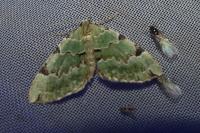 Colostygia pectinataria