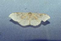 Idaea degeneraria