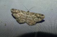 Peribatodes rhomboidaria