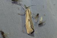 Agriphila inquinatella