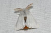 Euproctis chrysorrhoea