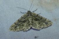 Peribatodes ilicaria