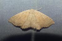 Cyclophora ruficiliaria