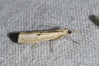 Agriphila inquinatella