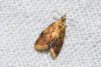 Pseudargyrotoza conwagana