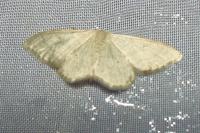 Idaea straminata