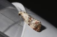 Cochylis hybridella