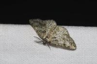 Cleorodes lichenaria