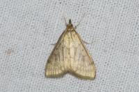 Ostrinia nubilalis