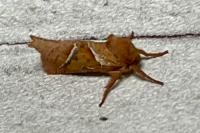 Triodia sylvina