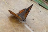 Lycaena phlaeas