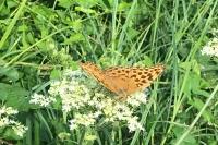 Argynnis paphia