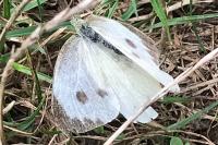 Pieris brassicae