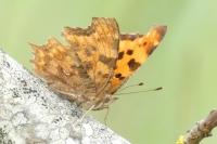 Polygonia c-album