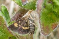 Pyrausta aurata