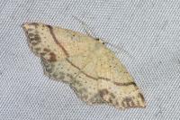 Cyclophora punctaria