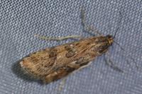 Nomophila noctuella