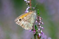 Pyronia tithonus