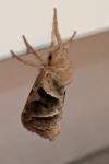 Triodia sylvina