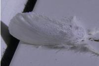 Sphrageidus similis
