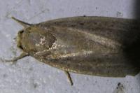 Proxenus hospes