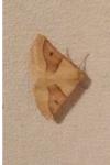Crocallis elinguaria